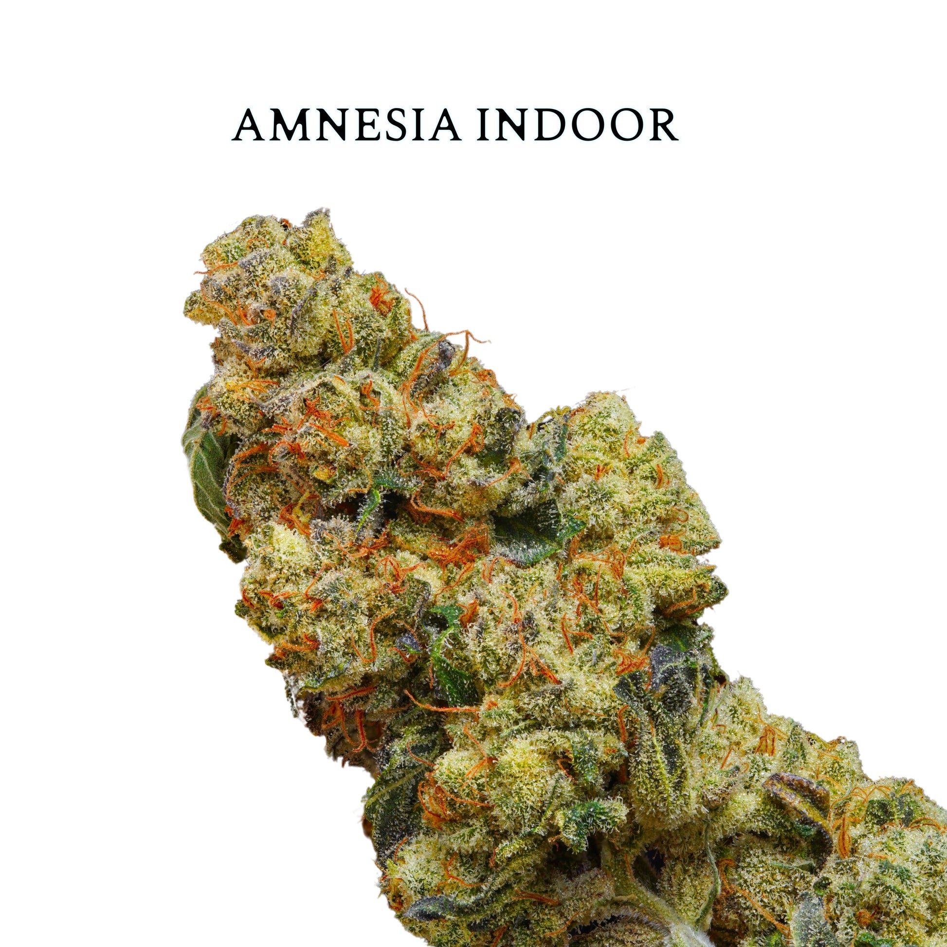 FLOR AMNESIA INDOOR  | Flores de Alta Calidad con Terpenos Naturales y Sabor Persistente