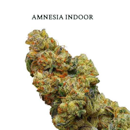 FLOR AMNESIA INDOOR  | Flores de Alta Calidad con Terpenos Naturales y Sabor Persistente