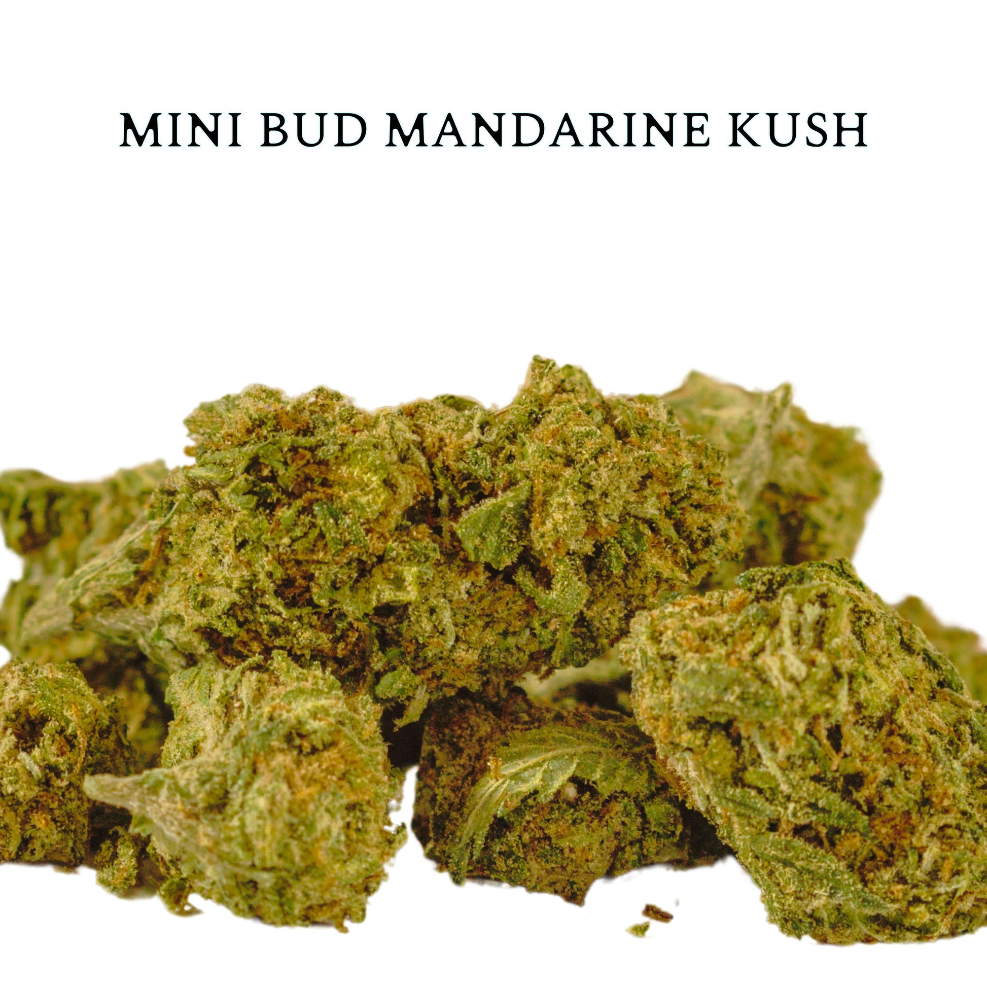 MINI BUD MANDARINE KUSH  | Mini Flores con un Intenso Aroma Cítrico y Dulce