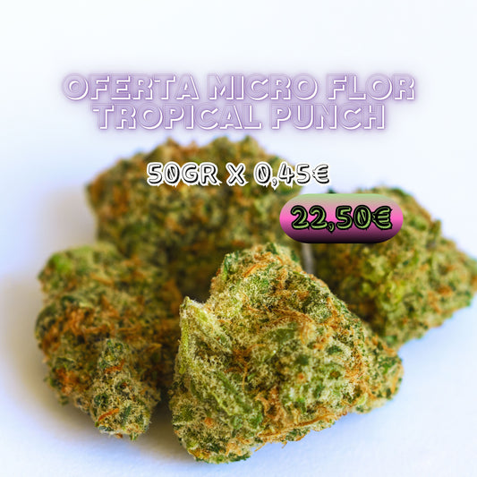Oferta Micro Tropical Punch CBD | Micro Flores con Intenso Aroma Tropical y Afrutado