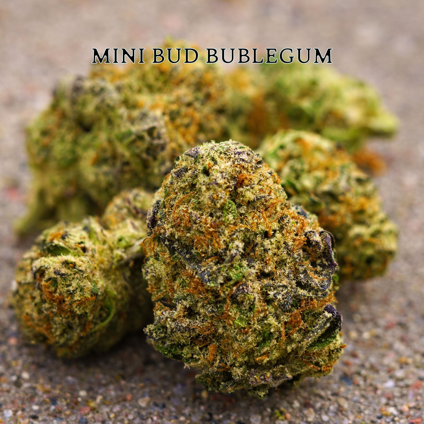 MINI BUD BUBLEGUM | Mini Flores con el Clásico Aroma Dulce y Afrutado