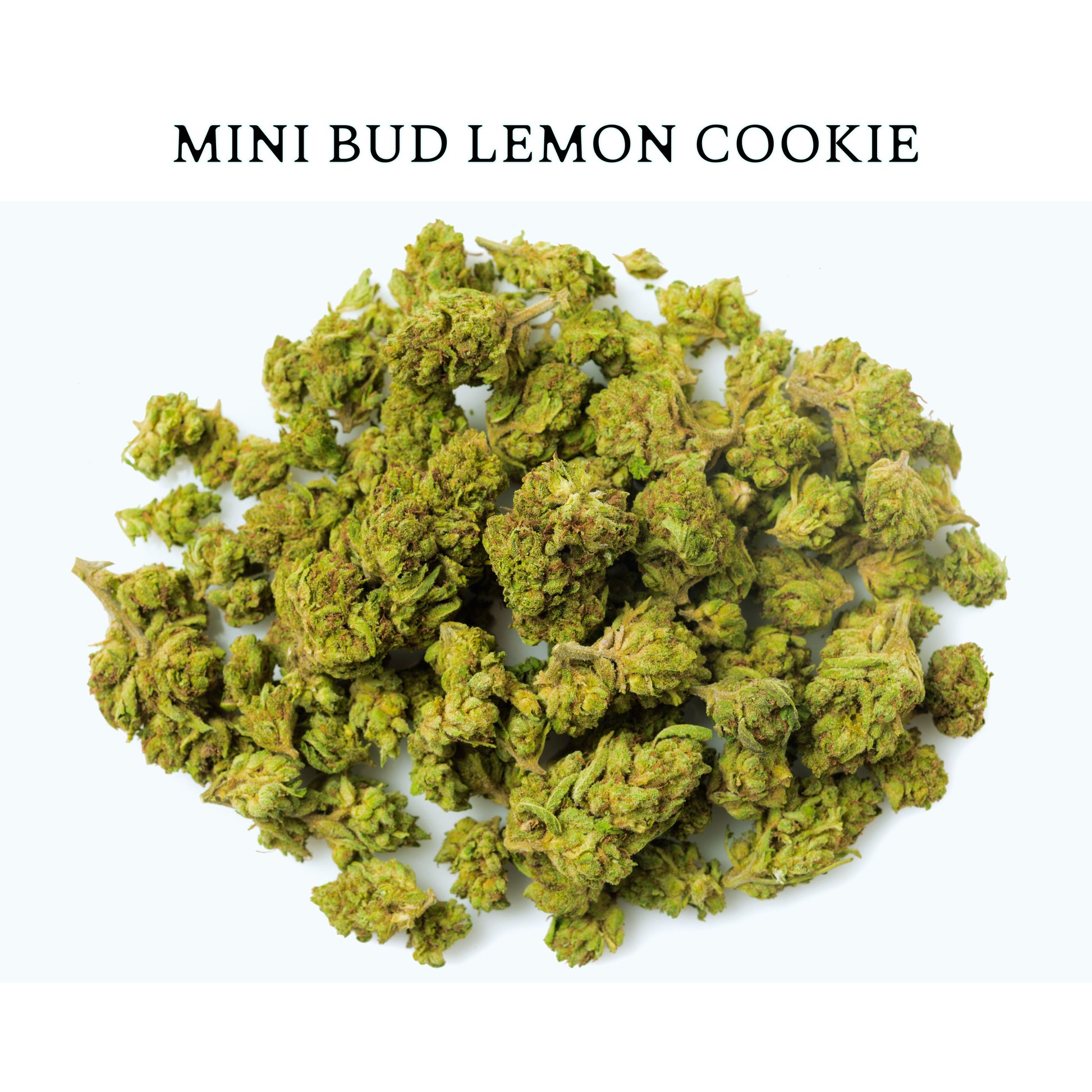 MINI BUD LEMON COOKIE  – Pequeñas pero Potentes, con Notas Dulces y Cítricas