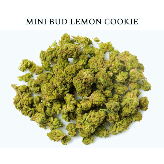 MINI BUD LEMON COOKIE  – Pequeñas pero Potentes, con Notas Dulces y Cítricas