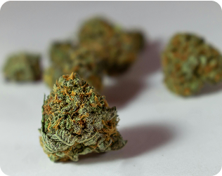 Pack Mini Bud CBD – 60 g